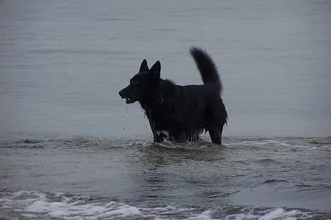 Blanding af racer Blackie billede 3