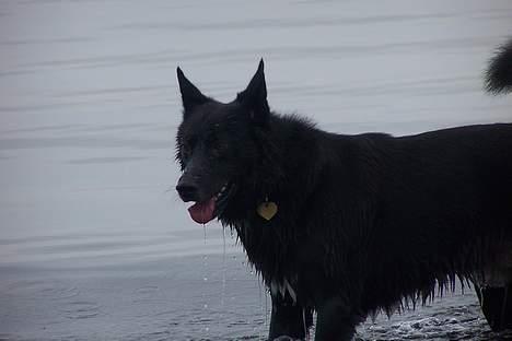 Blanding af racer Blackie billede 4