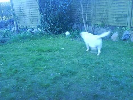 Labrador retriever Zanga - Jeg er hurtig som lynet! billede 17