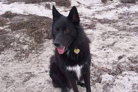 Blanding af racer Blackie billede 5