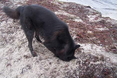 Blanding af racer Blackie - Okay, jeg har ikke en hund, men en struds billede 6