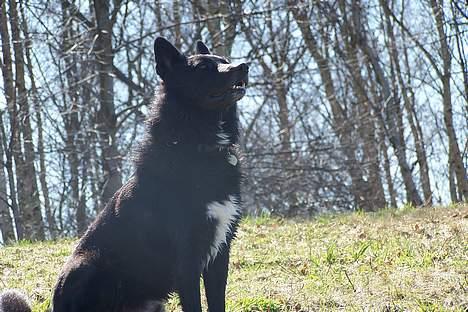 Blanding af racer Blackie billede 7