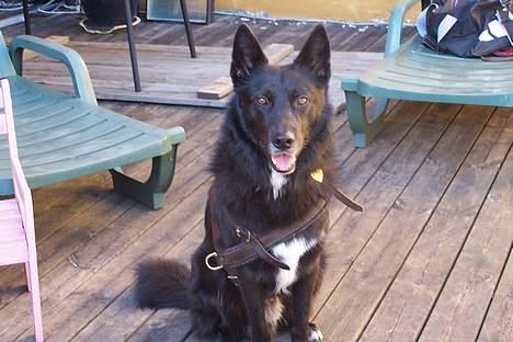 Blanding af racer Blackie billede 8