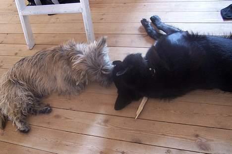 Blanding af racer Blackie - Hygge med sin bedste legekammerat billede 9