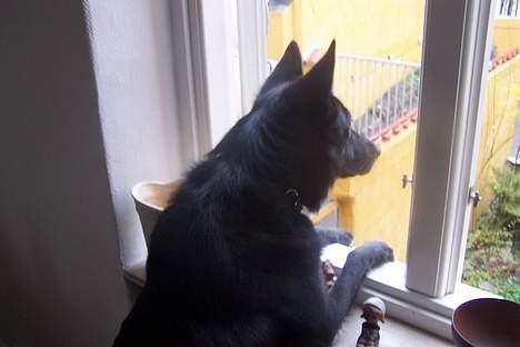 Blanding af racer Blackie billede 10