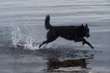 Blanding af racer Blackie billede 11