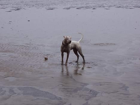 Amerikansk bulldog Luna billede 1