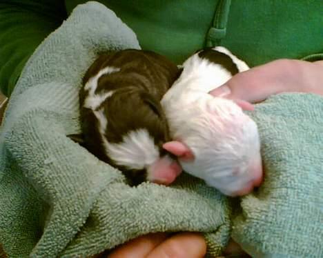 Amerikansk staffordshire terrier Thia (Himmelhund) billede 14