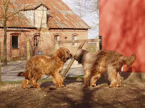 Briard Wilma Victoria - "Pindetræk" - 17. Marts 2007 billede 20