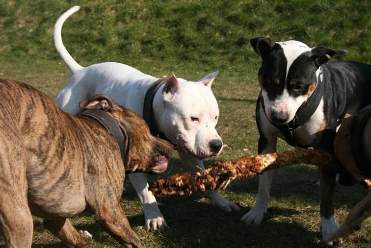 Amerikansk staffordshire terrier Clinton - 28/03-08 billede 2