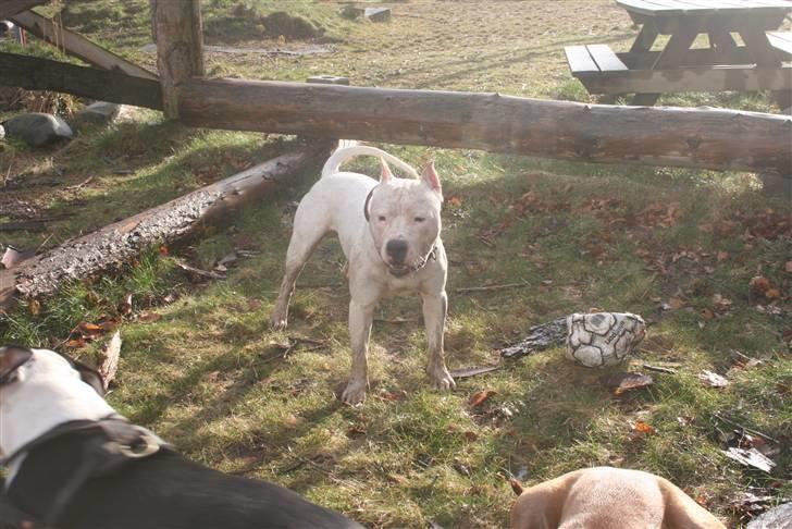 Amerikansk staffordshire terrier Clinton - 28/03-08 billede 3