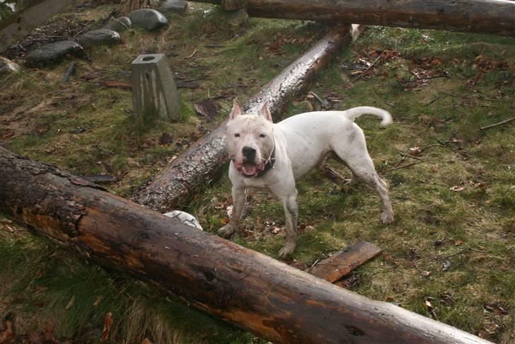 Amerikansk staffordshire terrier Clinton - 28/03-08 billede 4