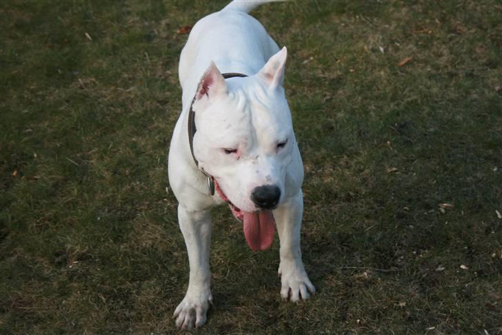 Amerikansk staffordshire terrier Clinton - 28/03-08 billede 5