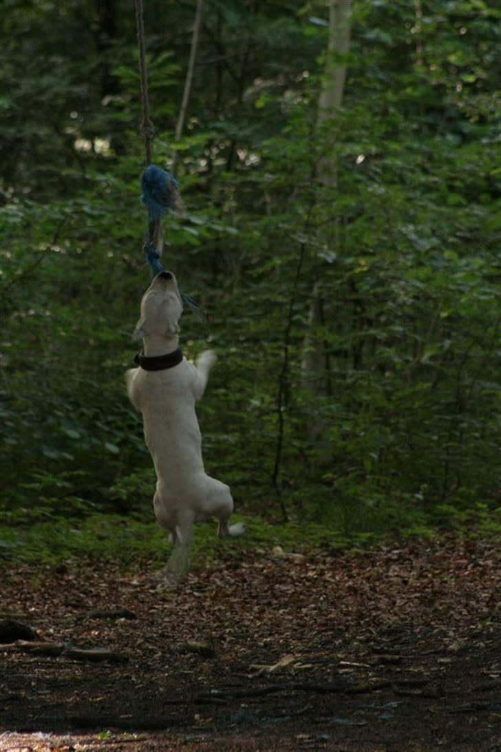 Amerikansk staffordshire terrier Clinton - 15/06-07  billede 6