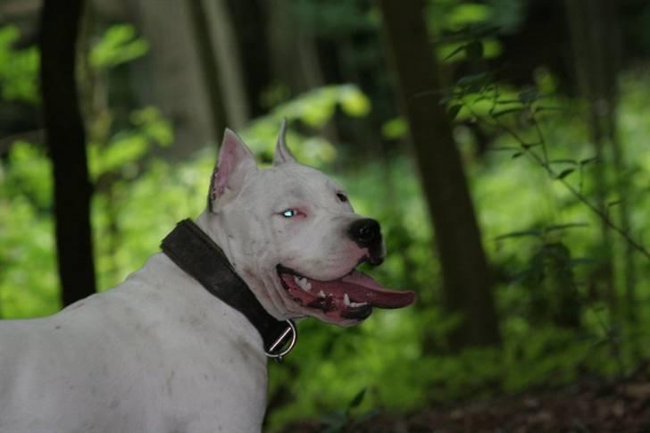 Amerikansk staffordshire terrier Clinton - 15/06-07  billede 7