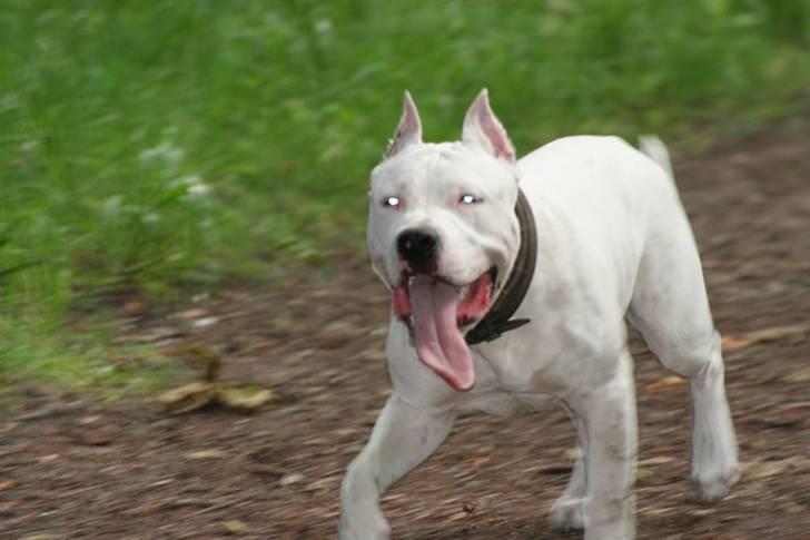 Amerikansk staffordshire terrier Clinton - 15/06-07  billede 8