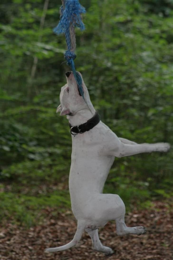 Amerikansk staffordshire terrier Clinton - 15/06-07  billede 9