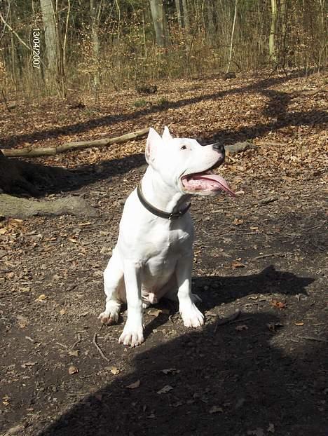 Amerikansk staffordshire terrier Clinton - 5 mdr. 13/04-07  billede 10