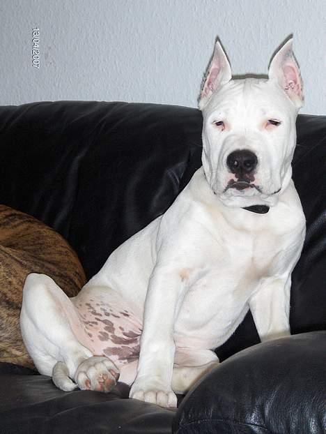 Amerikansk staffordshire terrier Clinton - 5 mdr. 13/04-07  billede 11