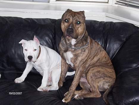 Amerikansk staffordshire terrier Clinton - Clinton på 3 mdr. & Zupra .. 19/02-07 billede 12