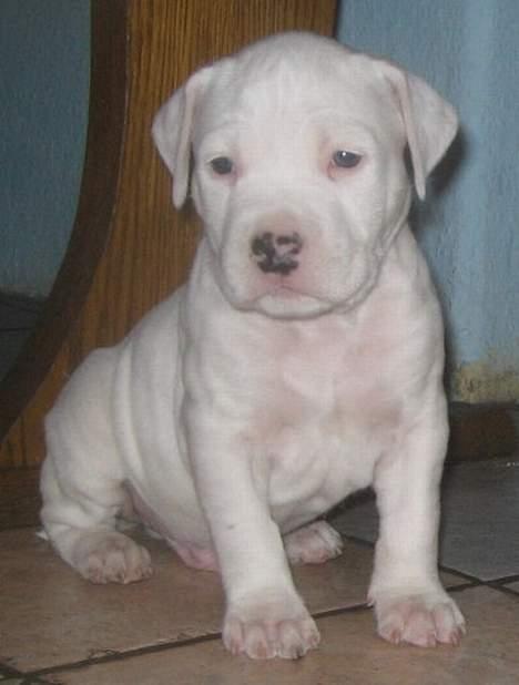 Amerikansk staffordshire terrier Clinton - 2-3 uger gammel  billede 13