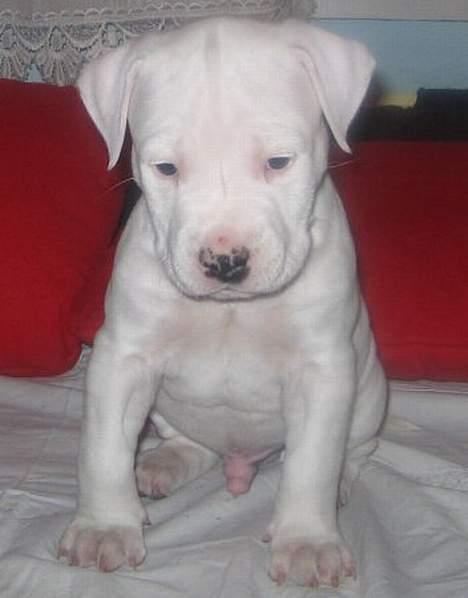 Amerikansk staffordshire terrier Clinton - 2-3 uger gammel billede 14