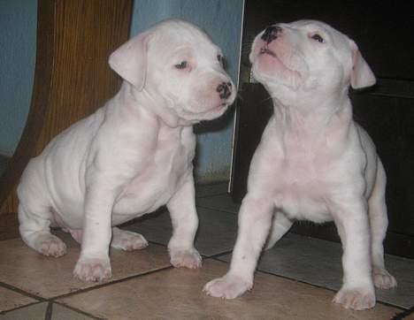 Amerikansk staffordshire terrier Clinton - Clinton & hans søster 2-3 uger gamle billede 15