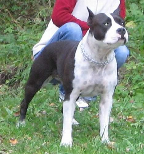Amerikansk staffordshire terrier Clinton - Clintons mor  billede 16