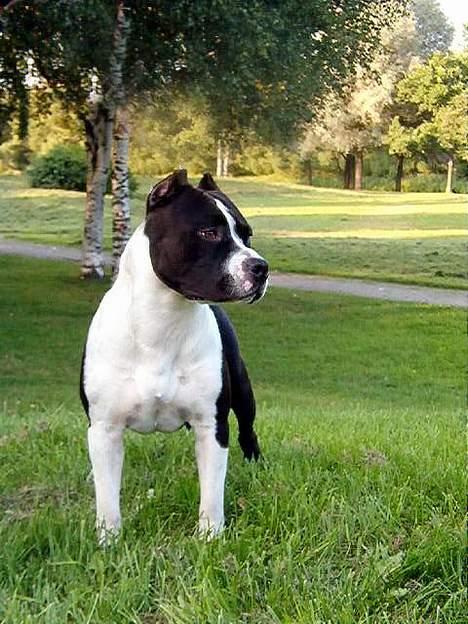 Amerikansk staffordshire terrier Clinton - Clintons far billede 17