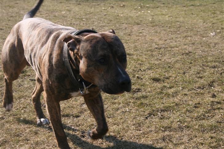 Amerikansk staffordshire terrier Zuprano - 28/03-08 billede 2