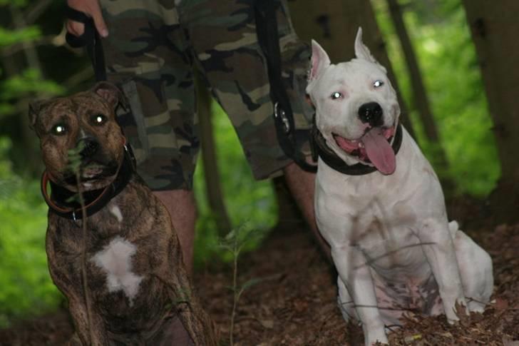 Amerikansk staffordshire terrier Zuprano - 15/06-07  billede 3