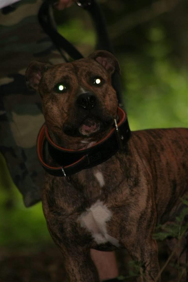 Amerikansk staffordshire terrier Zuprano - 15/06-07  billede 4