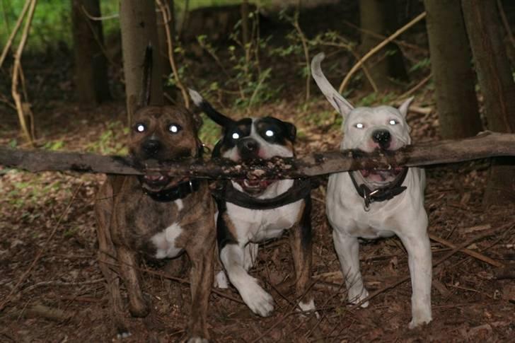 Amerikansk staffordshire terrier Zuprano - Zupra - Amigo - Clinton 15/06-07  billede 5