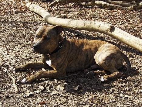 Amerikansk staffordshire terrier Zuprano - 20 mdr.  D.13/04-07 billede 6
