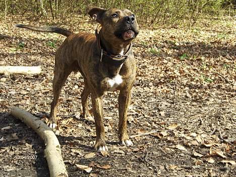 Amerikansk staffordshire terrier Zuprano - 20 mdr.  D.13/04-07 billede 7