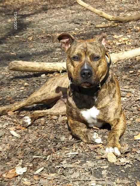 Amerikansk staffordshire terrier Zuprano - 20 mdr.  D.13/04-07 billede 8