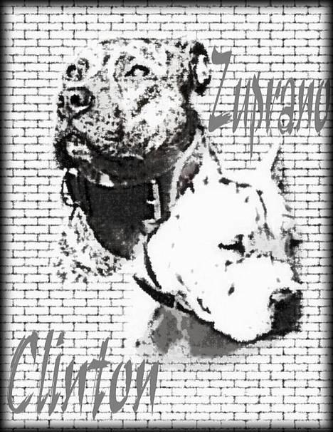 Amerikansk staffordshire terrier Zuprano - rigtig flot billed lavet af marianne herinde .. billede 9