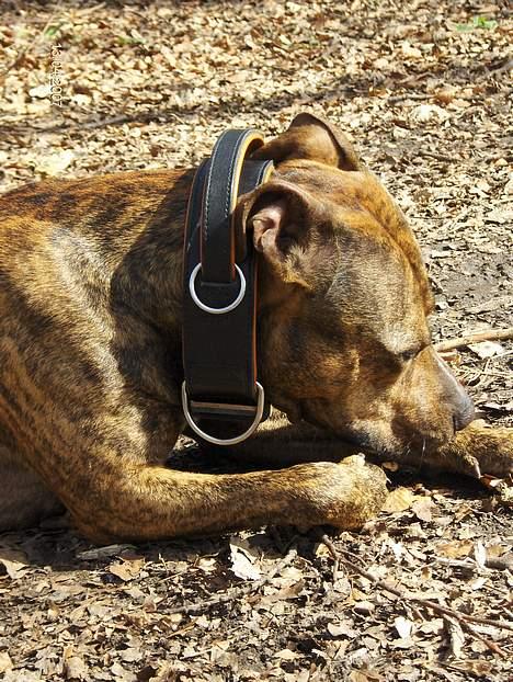 Amerikansk staffordshire terrier Zuprano - 20 mdr.  D.13/04-07 billede 10