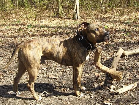 Amerikansk staffordshire terrier Zuprano - 20 mdr.  D.13/04-07 billede 11