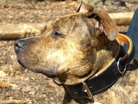 Amerikansk staffordshire terrier Zuprano - 20 mdr.  D.13/04-07 billede 12