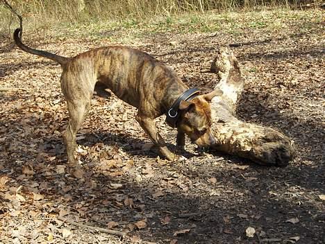 Amerikansk staffordshire terrier Zuprano - 20 mdr.  D.13/04-07 billede 13