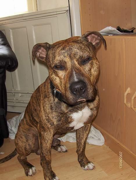 Amerikansk staffordshire terrier Zuprano - 20 mdr.  D.13/04-07 billede 14