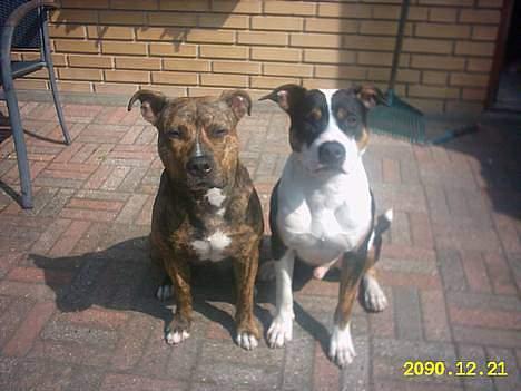 Amerikansk staffordshire terrier Zuprano - Zupra og hans bror Amigo billede 15