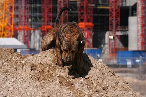 Amerikansk staffordshire terrier Zuprano - 8 mdr.  billede 16