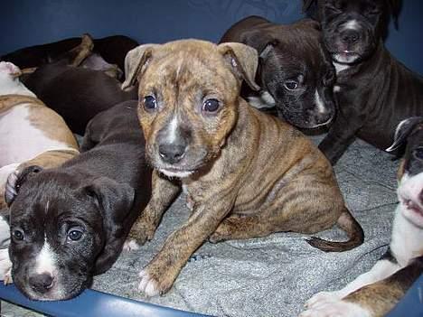 Amerikansk staffordshire terrier Zuprano - 3 uger  billede 17