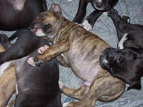 Amerikansk staffordshire terrier Zuprano - 3 uger billede 18