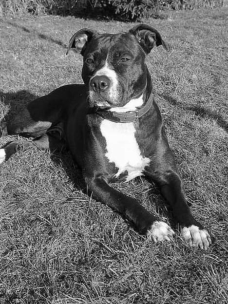 Amerikansk staffordshire terrier Zuprano - Zupras mor  billede 19