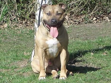 Amerikansk staffordshire terrier Zuprano - Zupras far billede 20