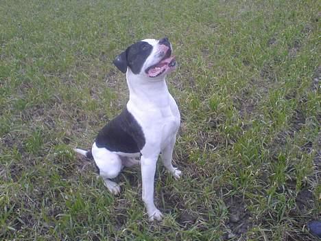 Amerikansk bulldog ballou - giv mig nu den pind pops :=) billede 14