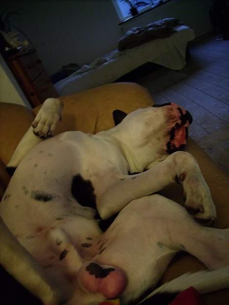 Amerikansk bulldog ballou - tager lige en morfar zZzZzZ billede 15